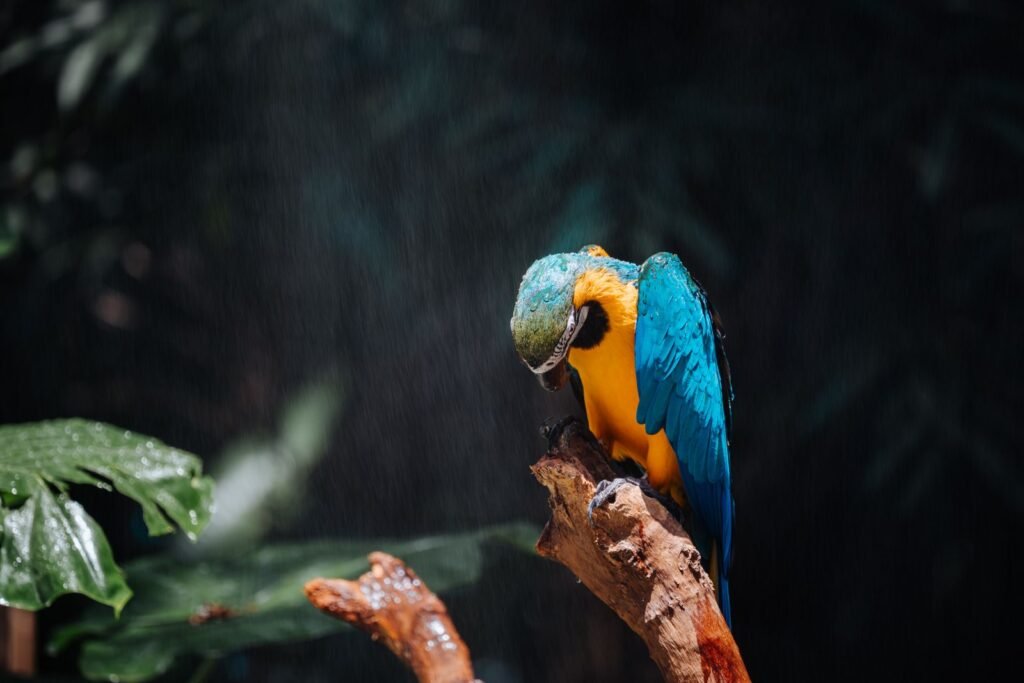 Arara azul e amarela pousada em galho em ambiente tropical exuberante