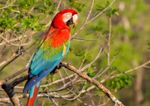 Arara-vermelha pousada em galho em meio à vegetação verde