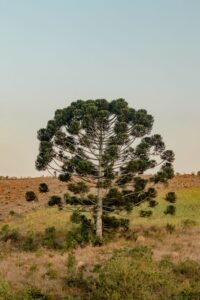 Araucária em paisagem rural de serra