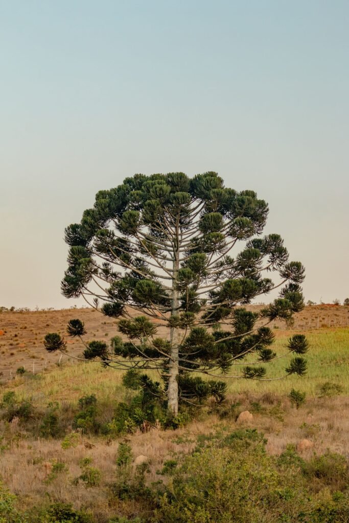 Araucária em paisagem rural de serra