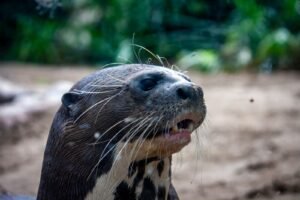 Rosto expressivo de uma ariranha em ambiente natural