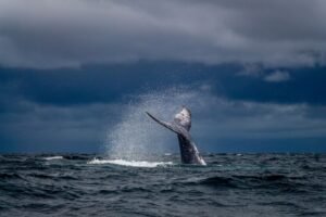Cauda de baleia-jubarte emergindo do oceano contra céu dramático