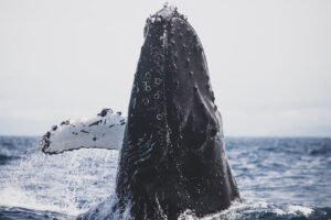 Baleia-jubarte saltando fora da água no oceano