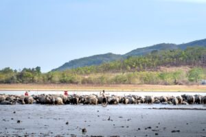 Rebanho de búfalos à beira da água