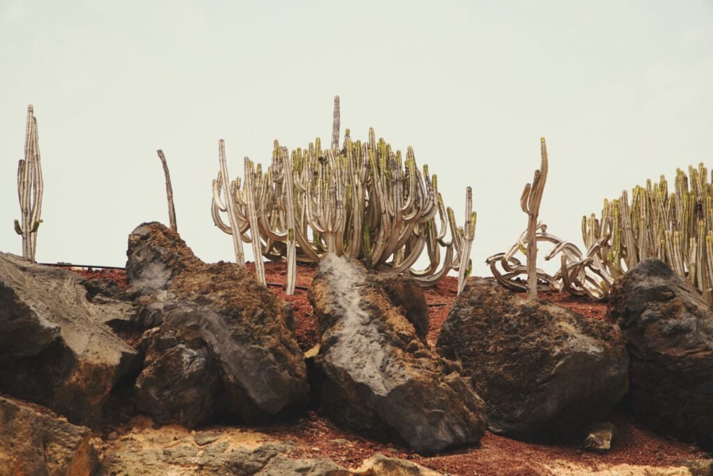 Cactos sobre terreno rochoso em paisagem seca