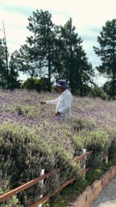 Campo de lavanda florida com agricultor
