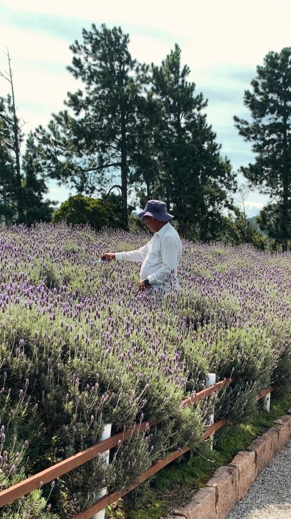 Campo de lavanda florida com agricultor
