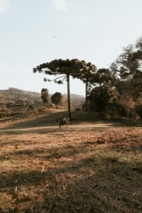 Cavalo pastando sob araucárias em campo de serra