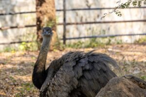 Ema caminhando em campo aberto, ave símbolo do Parque Nacional das Emas