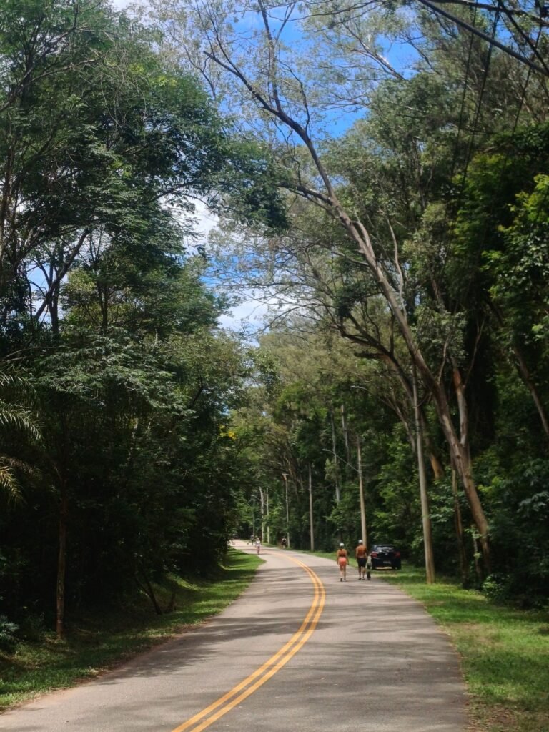 Pessoas caminhando por estrada arborizada na floresta