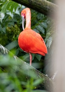 Guará de plumagem vermelha vibrante pousado em galho