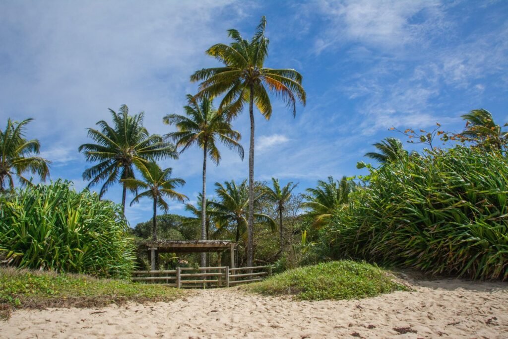 Trilha de areia entre coqueiros na Bahia