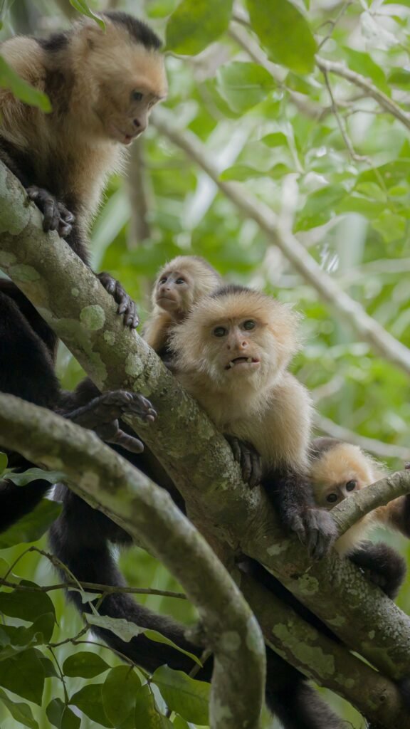 Grupo de macacos em galhos na floresta