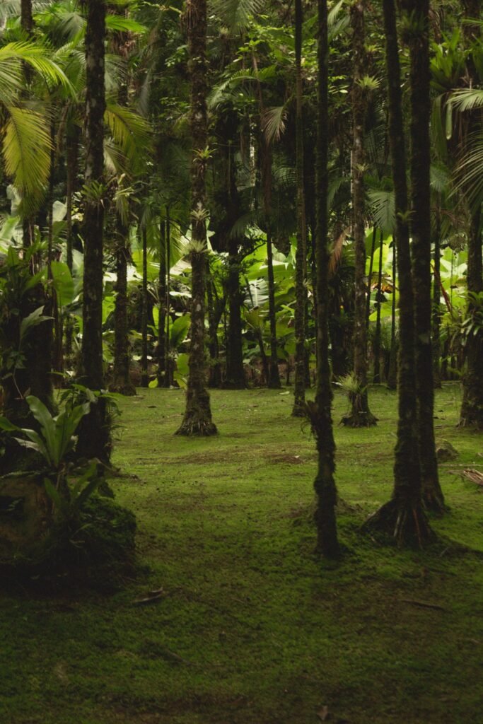 Floresta tropical verde e densa