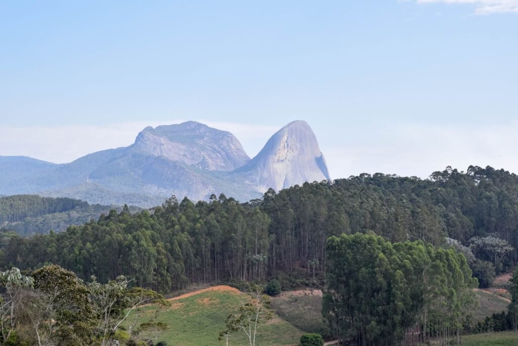 Floresta exuberante com montanha rochosa ao fundo