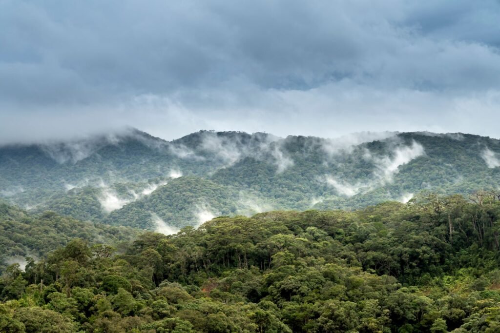 Floresta tropical exuberante entre nuvens e névoa