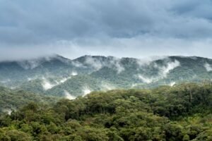 Floresta tropical exuberante entre nuvens e névoa