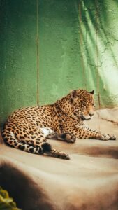 Onça-pintada descansando em meio à vegetação verde