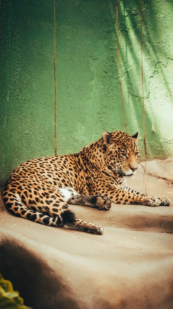 Onça-pintada descansando em meio à vegetação verde