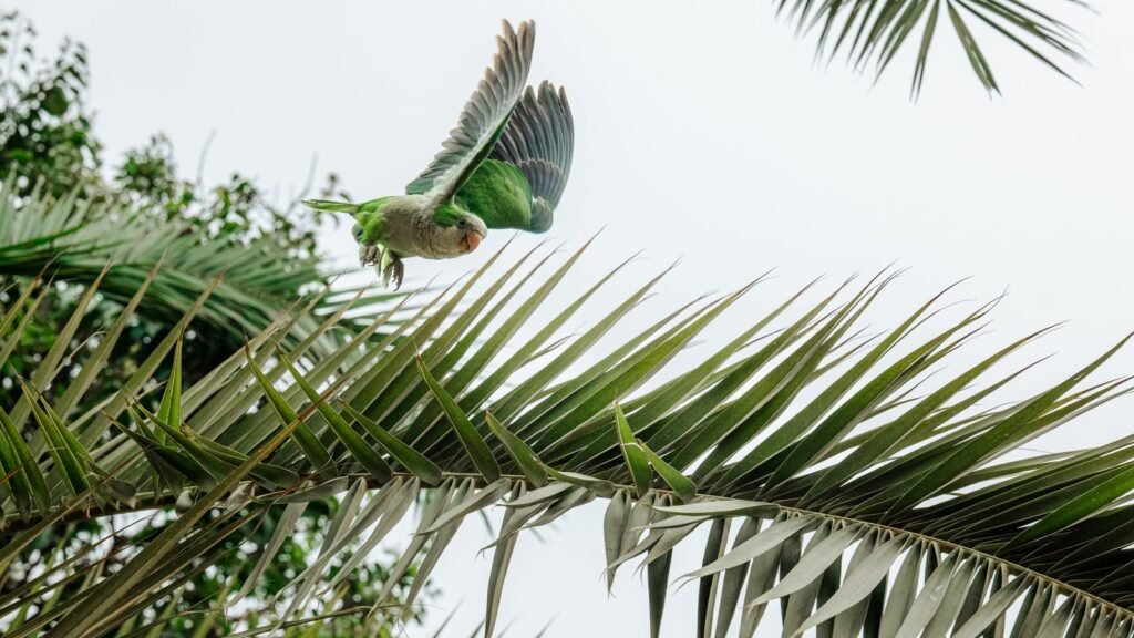 Papagaio verde em voo sobre folhagens