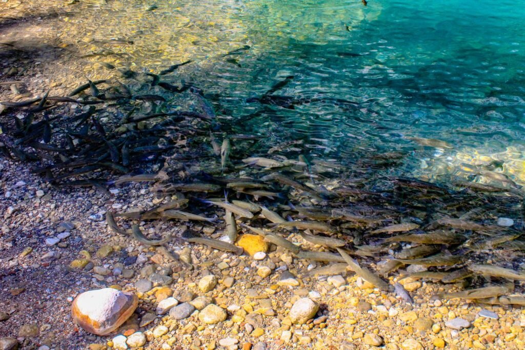 Cardume de peixes em água totalmente transparente