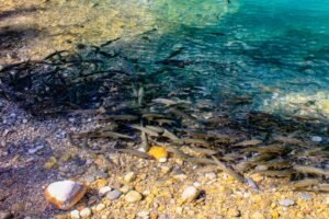 Cardume de peixes em água totalmente transparente