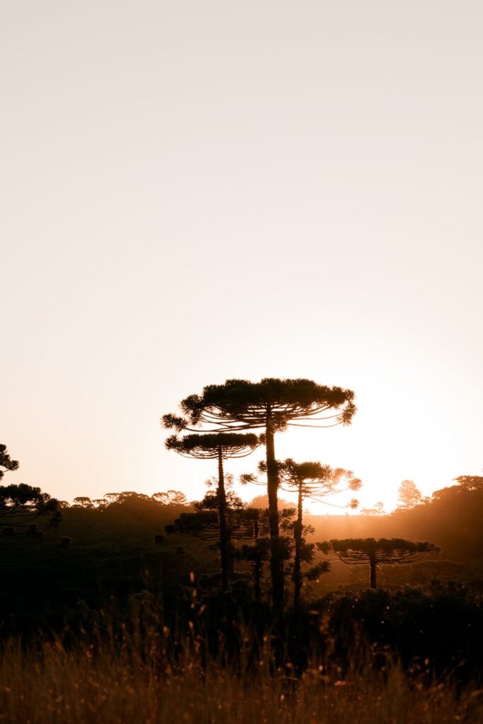Silhuetas de araucárias ao pôr do sol