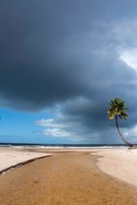 Coqueiro em praia tranquila com nuvens dramáticas