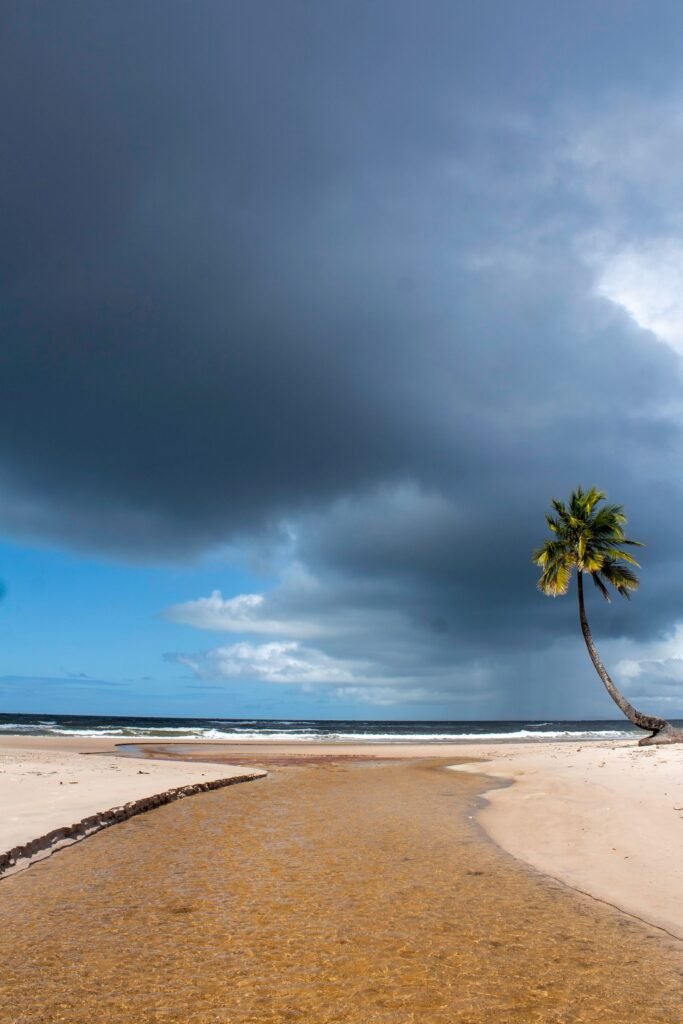 Coqueiro em praia tranquila com nuvens dramáticas
