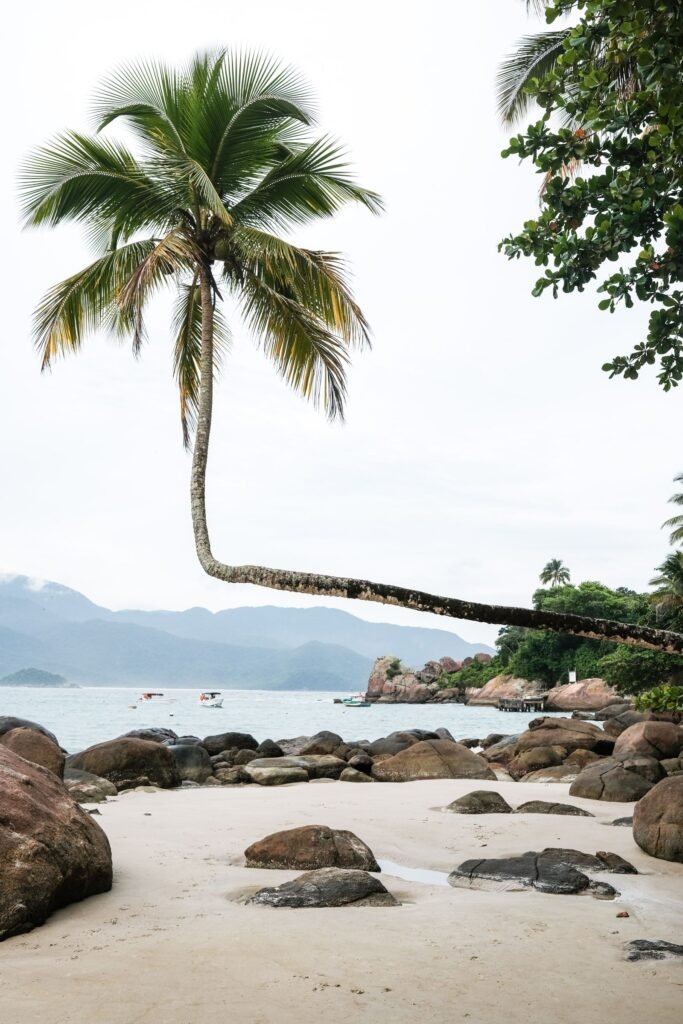 Coqueiro inclinado em praia tropical com pedras