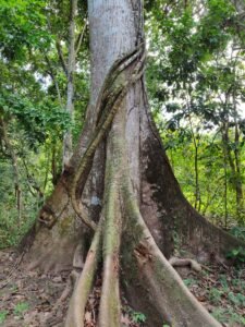 Árvore samaúma gigante com raízes tabulares