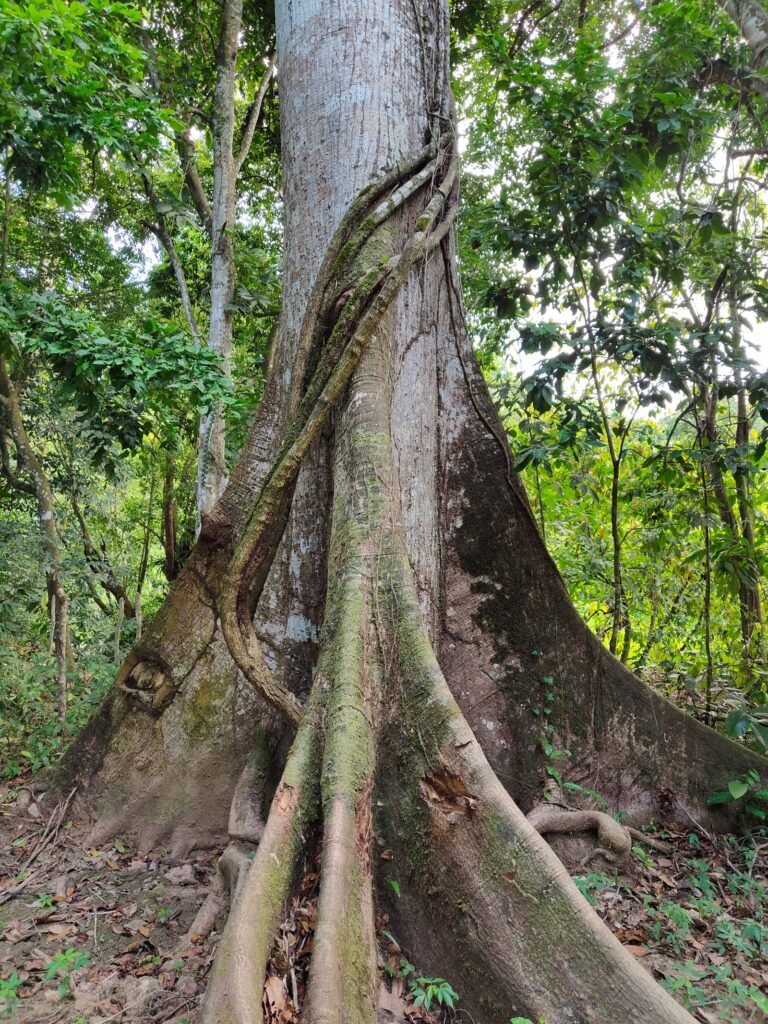 Árvore samaúma gigante com raízes tabulares