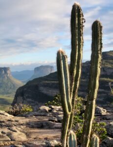 Paisagem de caatinga com cactos e formações rochosas avermelhadas