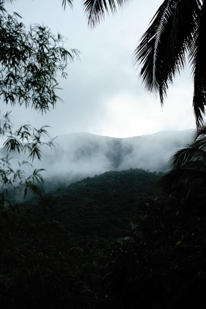 Montanha coberta de floresta tropical sob névoa