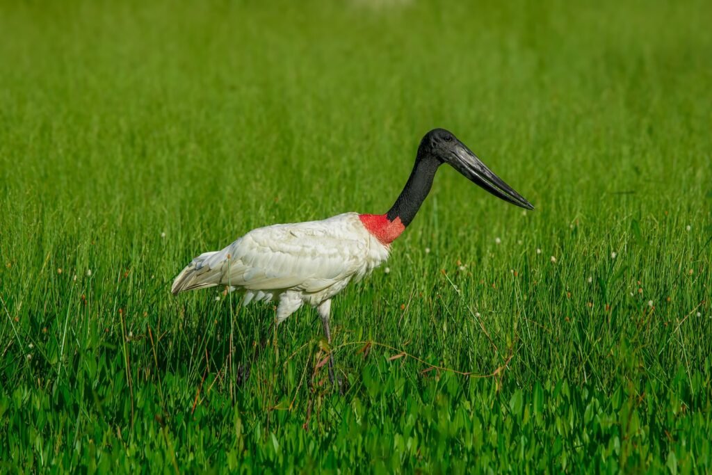 Tuiuiú de papo vermelho caminhando na grama verde no Pantanal
